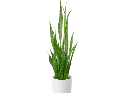  Tall Snake Plant Potted Plant Model 