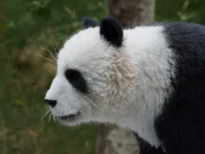 Panda 3D model 3