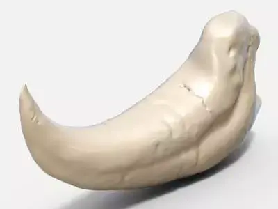 Raptor Claw 3D model