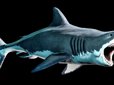 Great White Shark Low-poly 3D model