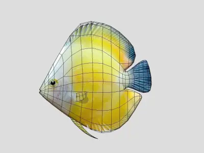 Discus Realistic Animated Low-poly 3D model