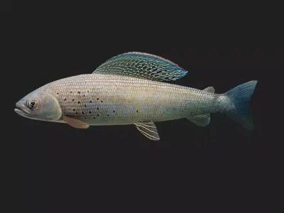 Grayling Low-poly 3D model