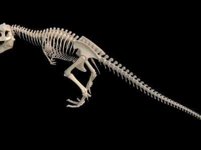 dinosaur t - rex skeleton 3D model