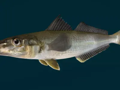 Whiting fish Animated 3D model