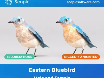 3D Bird Pack Eastern Bluebird Male and Female Low-poly 3D model