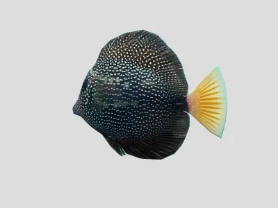 Gem Tang Low-poly 3D model