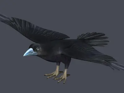 Crow Raven Black Bird Black Crow raven corvus animal bird  3D model