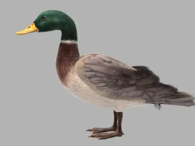 mallard duck flying in air 3D model