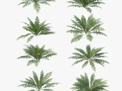 Ferns Dryopteris 01-08 with LODs 3D model