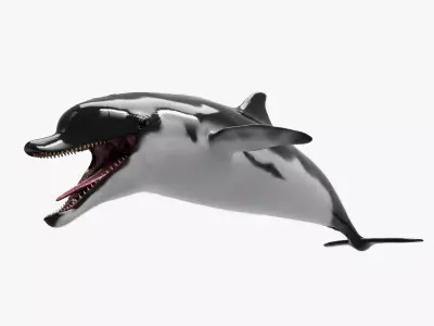 Dolphin Model 13 Animations UnrealEngine and UNITY Low-poly 3D model