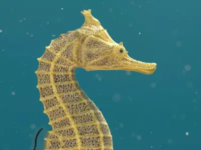 Pacific Seahorse Low-poly 3D model