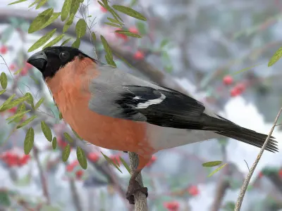 Eurasian Bullfinch - rigged - animated 3D model