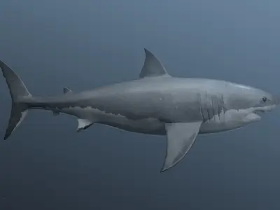 great white shark Free 3D model