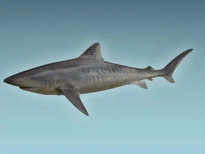 Tiger Shark 3D model