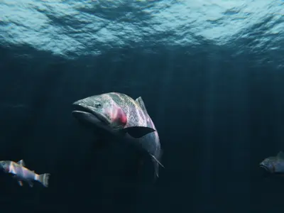 Trout RainBow - Freshwater Free low-poly 3D model