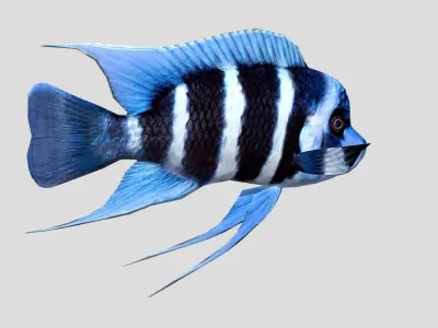 Frontosa Realistic Animated Low-poly 3D model