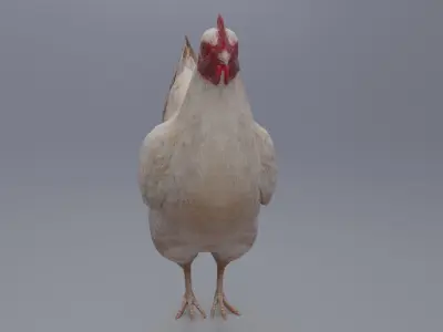 Hen with three different Textures Low-poly 3D model