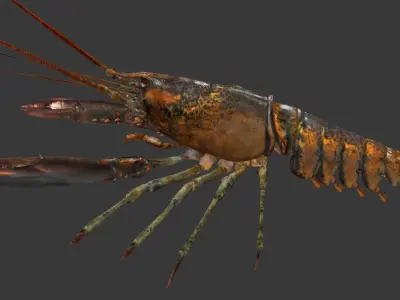 Homarus americanus   lobster Low-poly 3D model