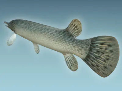 Aligator Gar Fish 3D model