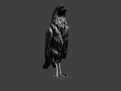 Crow Bird Low-poly 3D model