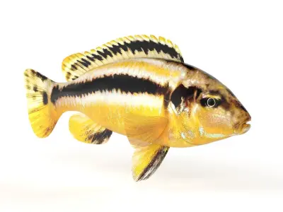 Auratus Fish 3D model