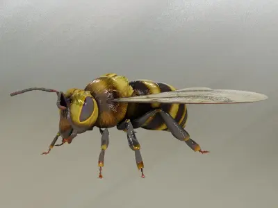 Detailed Animated Bee 3D Model Low-poly 3D model