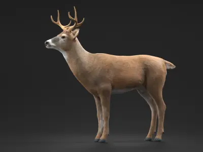White-Tailed Deer Fur for Maya 3D model