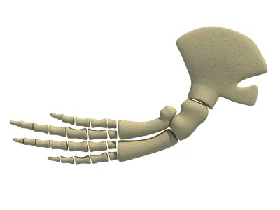 Whale Flipper Shoulder Bones 3D model