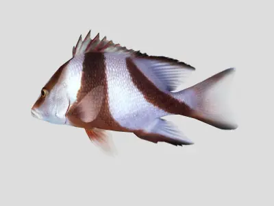 Emperor Red Snapper Fish Low-poly 3D model