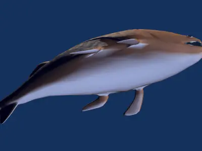 Coccosteus fish Low-poly 3D model