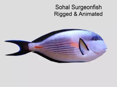 Sohal Surgeonfish Low-poly 3D model