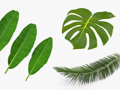 Tropical Leafs Collection 3D model