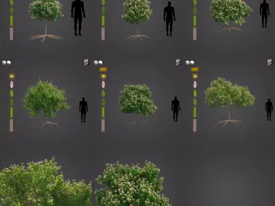 2021 PBR Mexican Lime Collection - Citrus Aurantifolia  3D model