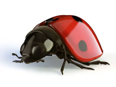 Ladybird ladybug 3D model