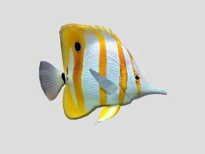 Butterflyfish Realistic Animated Low-poly 3D model