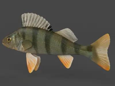 Perch Fish 3D model