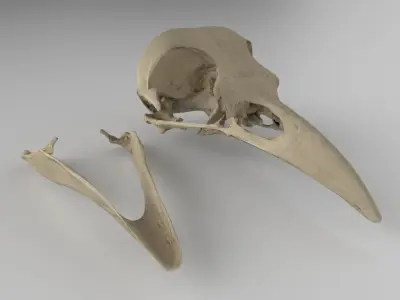 Raven skull  3D model