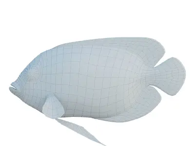 Blue girdled Angelfish set 04 3D model