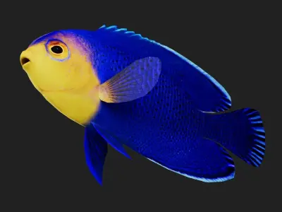 Bass fish Low-poly 3D model