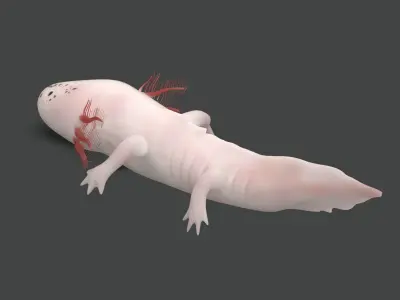 Axolotl Low-poly 3D model