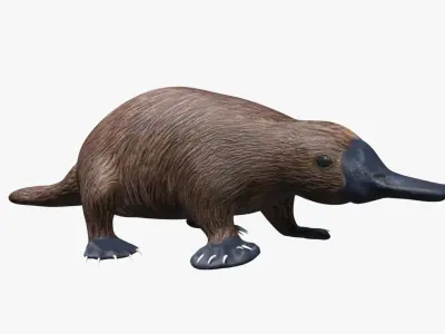 Platypus koala Low-poly 3D model