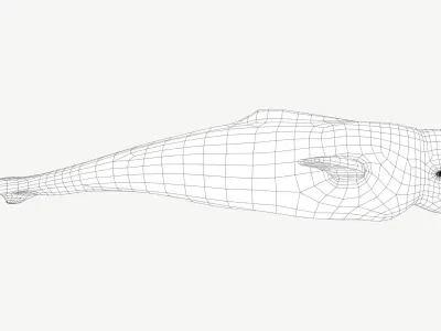 Beluga Whale Low-poly 3D model