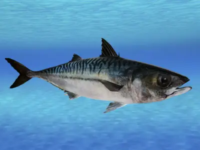 Realistic Mackerel Animated 3D model
