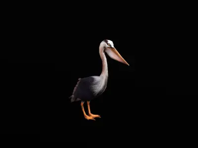 low-poly animated pelican pelecanus Low-poly 3D model