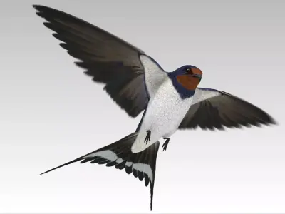 Barn Swallow Low-poly 3D model