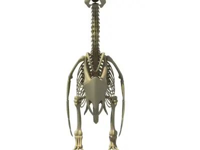 Penguin Skeleton 3D model