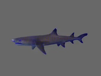 Whitetip Reef Shark Low-poly 3D model