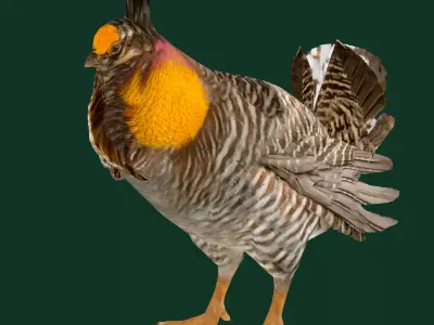 Attwaters Prairie Chicken Birds 3D model