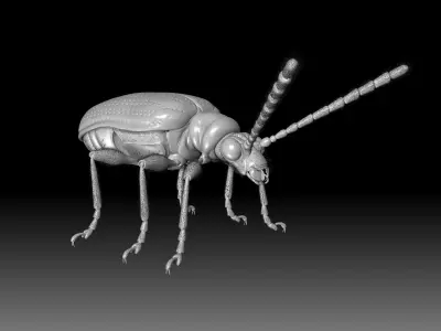 Scarlet Lily Beetle sculpt 3D model