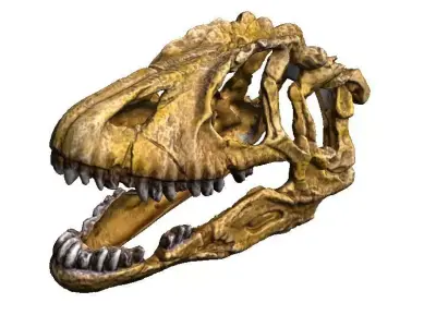 dinosaur skull 2 3D print model